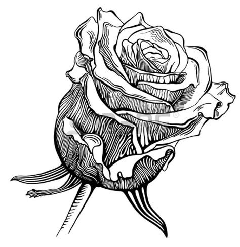Black and white rose drawing - Browse 1,100+ black and white rose bouquet stock illustrations and vector graphics available royalty-free, or start a new search to explore more great stock images and vector art. Sort by: Most popular. Hand drawn flower bouquet. Hand drawn flower bouquet in sketch style. Vector plants.